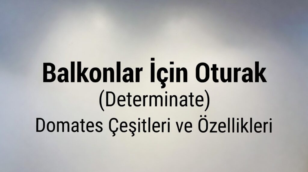 Balkonlar İçin Oturak (Determinate) Domates Çeşitleri ve Özellikleri