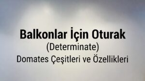 Balkonlar İçin Oturak (Determinate) Domates Çeşitleri ve Özellikleri
