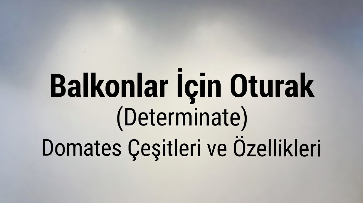 Balkonlar İçin Oturak (Determinate) Domates Çeşitleri ve Özellikleri