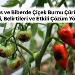 Domates ve Biberde Çiçek Burnu Çürüklüğü: Nedenleri, Belirtileri ve Etkili Çözüm Yöntemleri