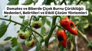 Domates ve Biberde Çiçek Burnu Çürüklüğü: Nedenleri, Belirtileri ve Etkili Çözüm Yöntemleri