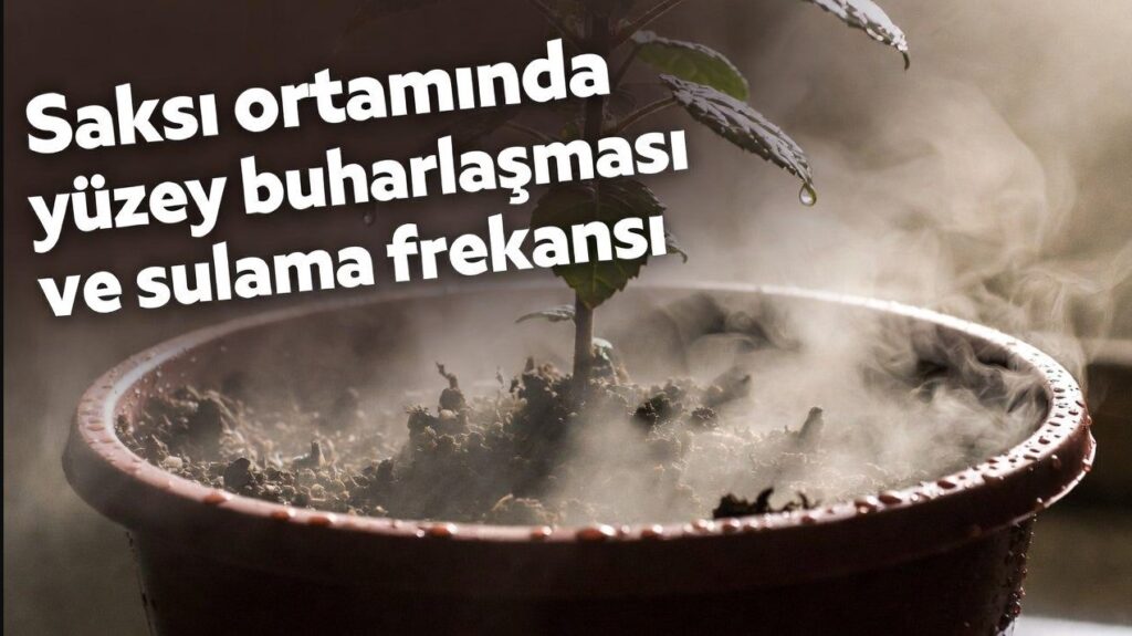 Saksı Ortamında Yüzey Buharlaşması ve Sulama Frekansı