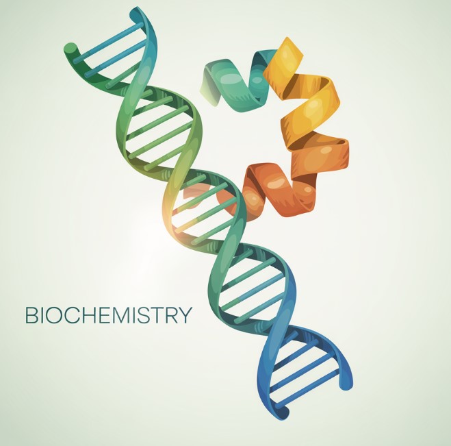 Biochemistry: Definition and Examples – Biology Lesson