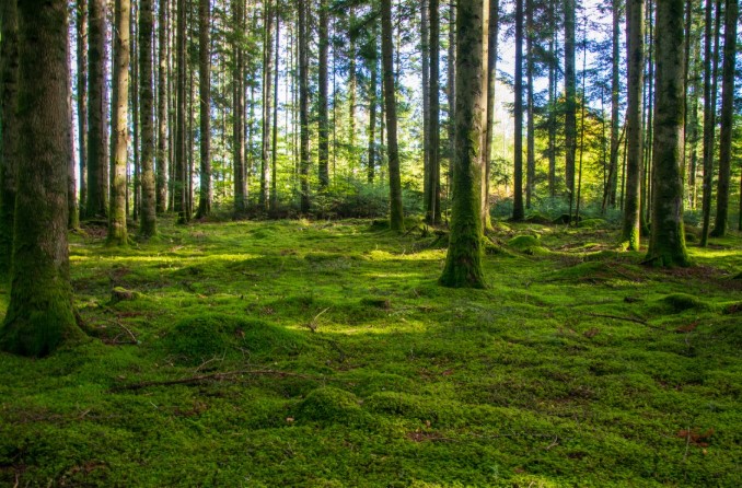 Forests: Definition and Examples – Geography Lesson