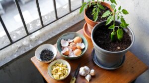 Evde Doğal Bitki Gübresi Nasıl Yapılır