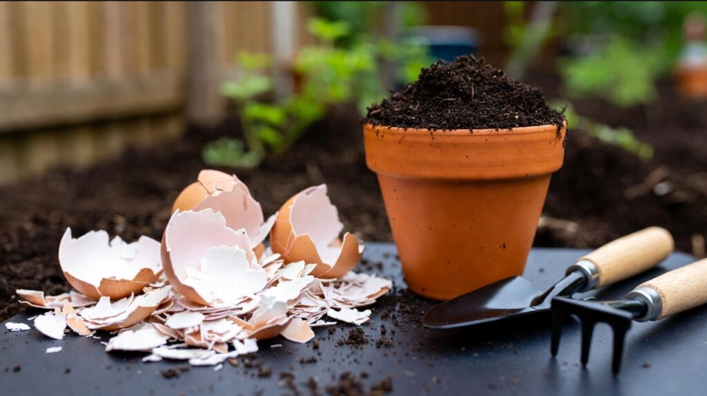 Yumurta Kabuğu Tozu (Kalsiyum Desteği)