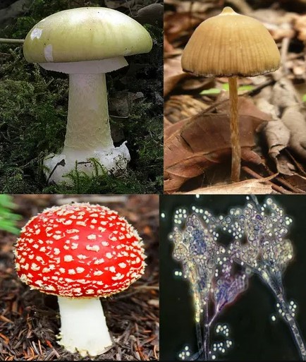 Kingdom Fungi: Structure, Classification and Examples