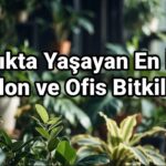 Az Işık Alan Ofisler İçin En Dayanıklı 10 Bitki (Bakım Rehberi)