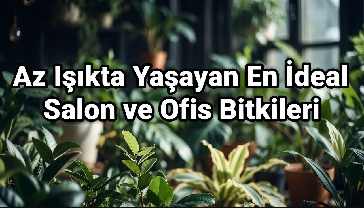 Az Işık Alan Ofisler İçin En Dayanıklı 10 Bitki (Bakım Rehberi)