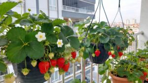 Balkonda Kesintisiz Hasat İçin Gün Nötr (Yediveren) Çilek Çeşitleri Nasıl Tanınır?