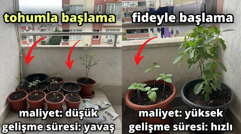 Balkonda Tarıma Tohumla mı Yoksa Fideyle mi Başlamalısınız? Maliyet ve Gelişim Karşılaştırması