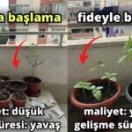 Balkonda Tarıma Tohumla mı Yoksa Fideyle mi Başlamalısınız? Maliyet ve Gelişim Karşılaştırması