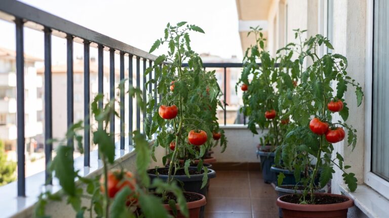 Balkonlar İçin Oturak (Determinate) Domates Çeşitlerinin Özellikleri