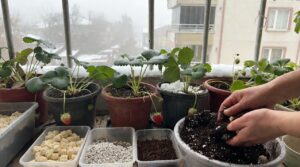 Bitkileri İçin Toprak Karışımı Nasıl Hazırlanır? Torf, Perlit ve Kompost Oranları