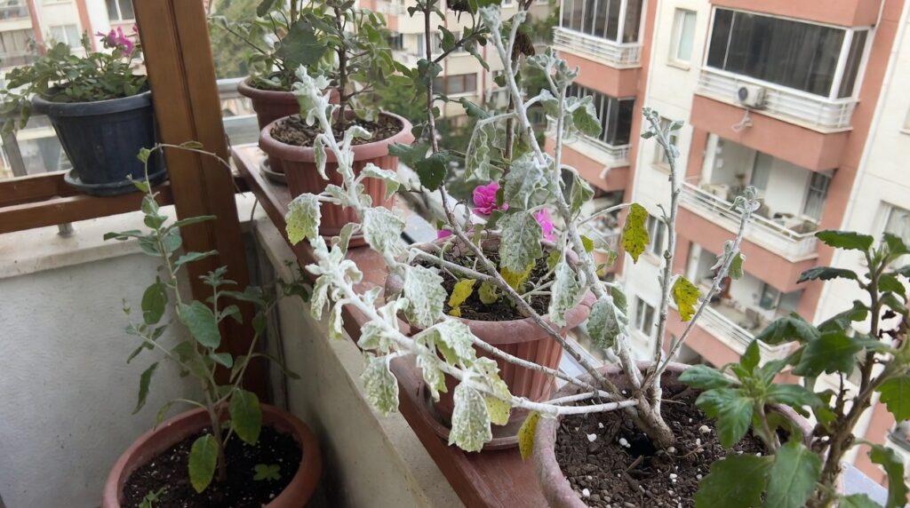 Çiçeklerde Mantar Hastalığı Nasıl Geçer?