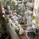 Çiçeklerde Mantar Hastalığı Nasıl Geçer?