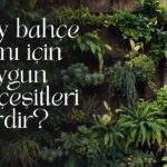 Dikey Bahçe Yapımı İçin En Uygun Bitki Çeşitleri Nelerdir?