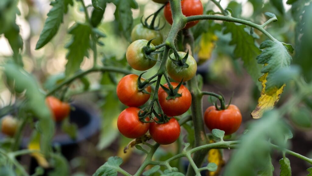 En Verimli Domates Tohumu Hangisidir?