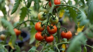 En Verimli Domates Tohumu Hangisidir?