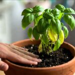 Fesleğen Bitkisi Neden Kurur? Saksıda Fesleğen Sorunları