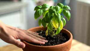 Fesleğen Bitkisi Neden Kurur? Saksıda Fesleğen Sorunları