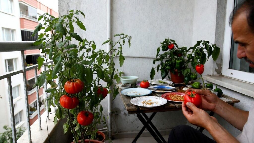 Hibrit Olmayan (Ata Tohumu) Domates ve Biberlerden Tohum Nasıl Alınır ve Kurutulur?