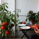 Hibrit Olmayan (Ata Tohumu) Domates ve Biberlerden Tohum Nasıl Alınır ve Kurutulur?