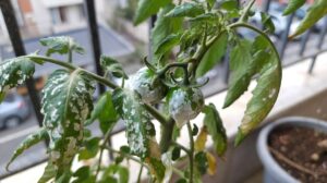 Meyvelerde Oluşan Beyaz ve Buruşuk Lekeler Nedir?