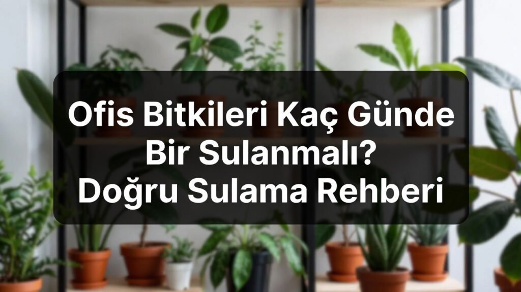 Ofis Bitkileri Kaç Günde Bir Sulanmalı? Doğru Sulama Rehberi