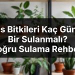 Ofis Bitkileri Kaç Günde Bir Sulanmalı? Doğru Sulama Rehberi