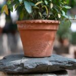 Saksı Altına Taş Koymak Gerekli mi?