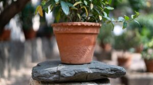 Saksı Altına Taş Koymak Gerekli mi?