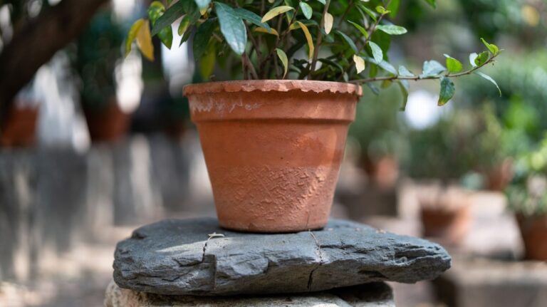 Saksı Altına Taş Koymak Gerekli mi?