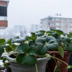 Saksı Çilekleri Kışın Dışarıda Bırakılır mı?