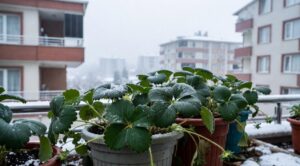 Saksı Çilekleri Kışın Dışarıda Bırakılır mı?