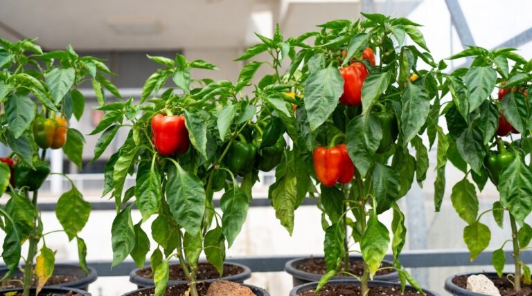 Saksı Yetiştiriciliğine Toleranslı Biber Varyeteleri Saksı Yetiştiriciliğine Toleranslı Biber Varyeteleri