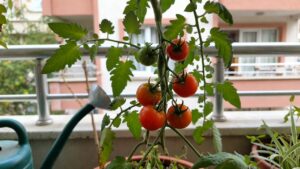 Saksıda Domates Ne Sıklıkla Sulanmalı