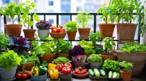 Saksıda Yetişen Sebze ve Meyveler Hangileridir?