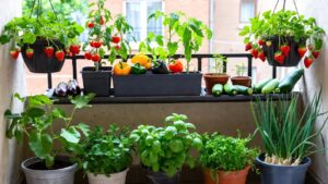 Yaz Aylarında Ekilen Meyve Ve Sebzeler Hangileridir?