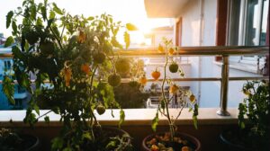 Yüksek Sıcaklıklarda Domates ve Biber Çiçeklerini Neden Döker? 